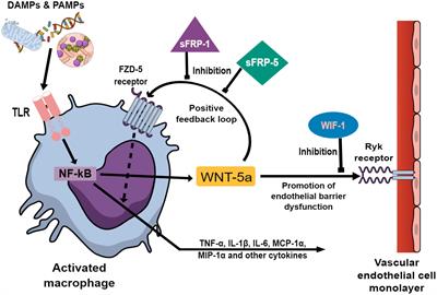 Wingless-related integration site (WNT) signaling is activated during the inflammatory response upon cardiac surgery: A translational study